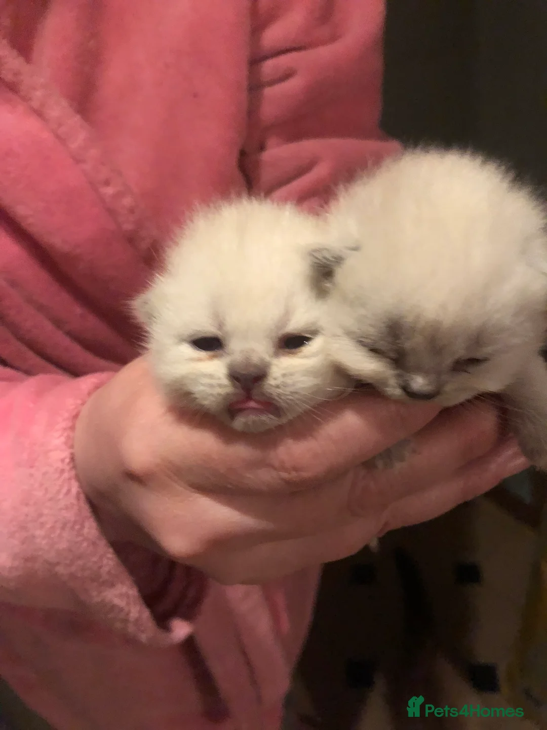 British Shorthair cats for sale: British shorthair kittens - Advert 1