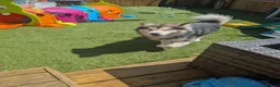 Alaskan Malamute dogs for sale: KC Reg Alaskan Malamute Puppies - Advert 3