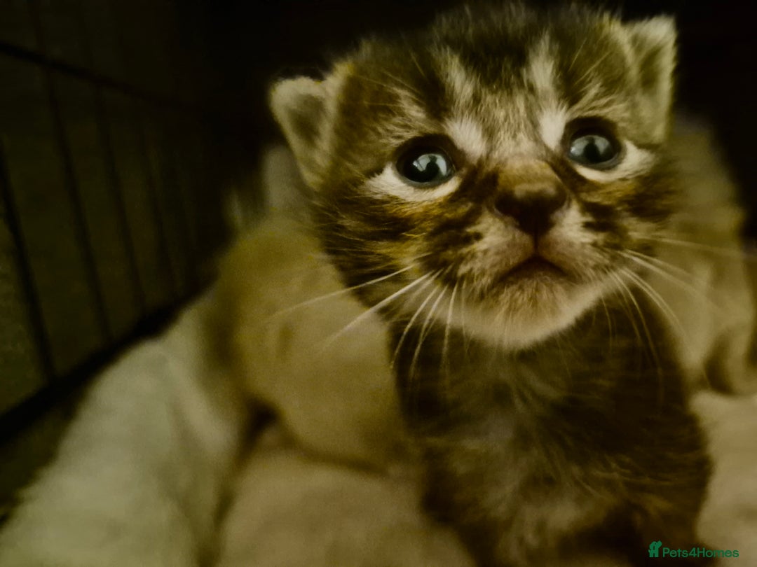 British Shorthair cats for sale: Mittens kittens - Image 5