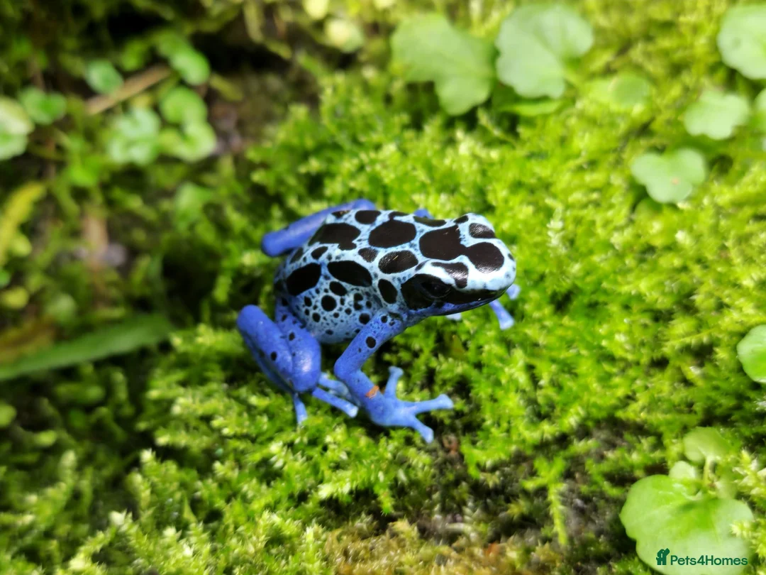 Frog reptiles for sale: Two Adult Koetari River Dart Frogs Sisters - Advert 1