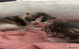 Domestic Shorthair cats for sale: Fluffy kittens for sale - Image 7