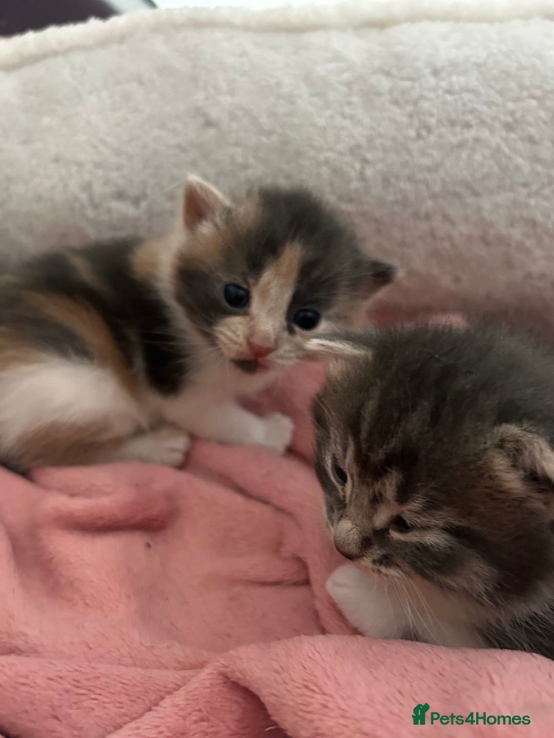 Domestic Shorthair cats for sale: Fluffy kittens for sale - Image 7