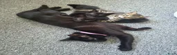 Mixed Breed cats for sale: 3 beautiful kittens needing forever homes  - Advert 6