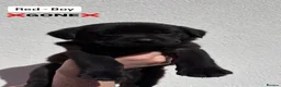 Labrador Retriever dogs for sale: Labrador Puppies - Advert 14