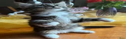 Mixed Breed cats for sale: Maine Coon Mixed Kittens Tabby & Tuxedo Richmond - Advert 5
