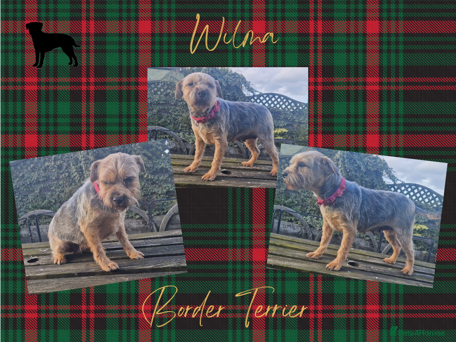 Border Terrier dogs Adult Border Terrier for sofa buddy - Advert 1