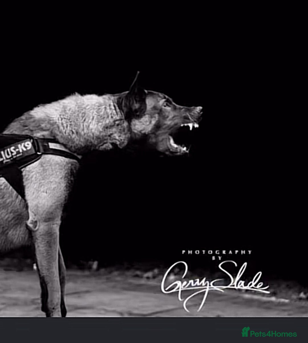 Belgian Shepherd Dog dogs for sale: Dutch Herder x Mali Pups 🔥 - Advert 27