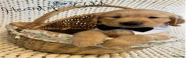 Golden Retriever Puppy 4