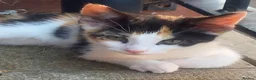 Mixed Breed cats for sale: 2 lovely female kittens in Wolverhampton - Advert 2