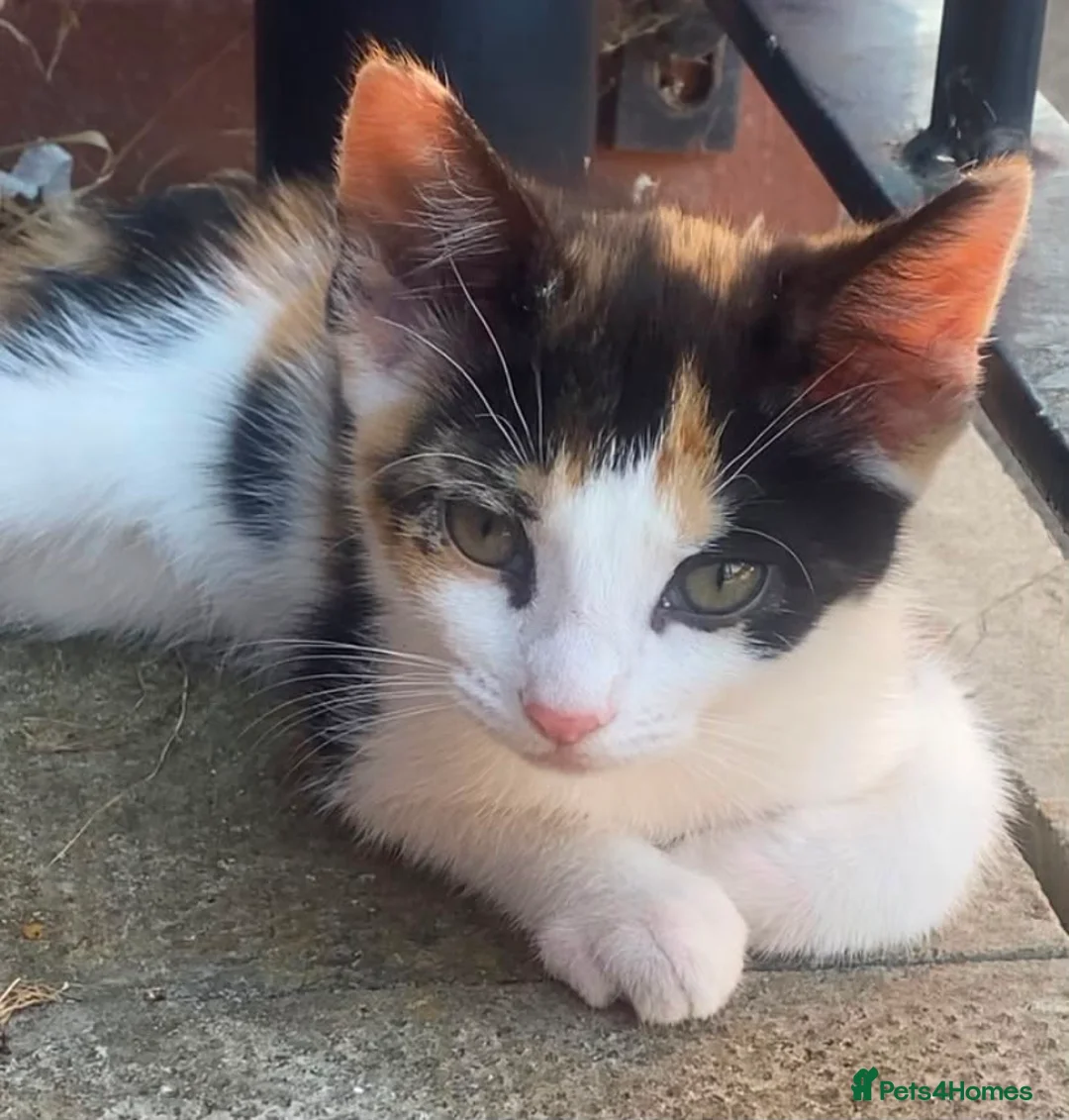 Mixed Breed cats for sale: 2 lovely female kittens in Wolverhampton - Advert 2