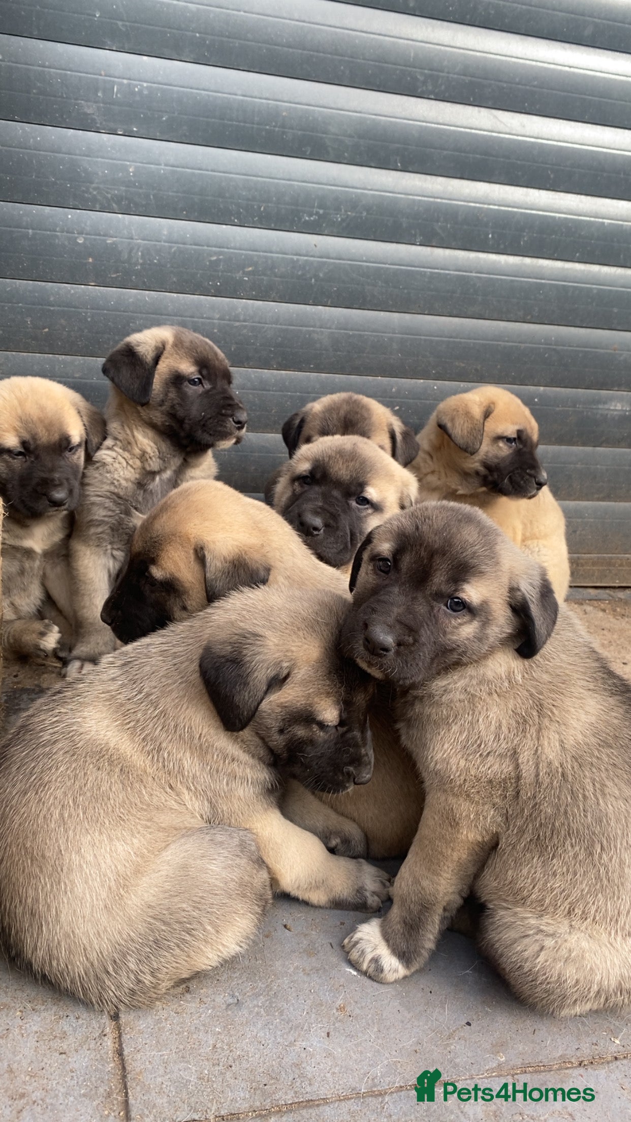 Turkish Kangal dogs Turkish Kangal puppies  - Advert 1