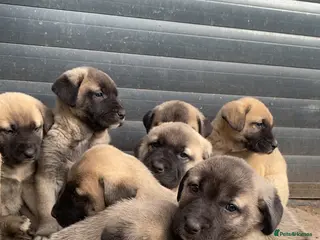 Turkish Kangal dogs Turkish Kangal puppies - Advert 18