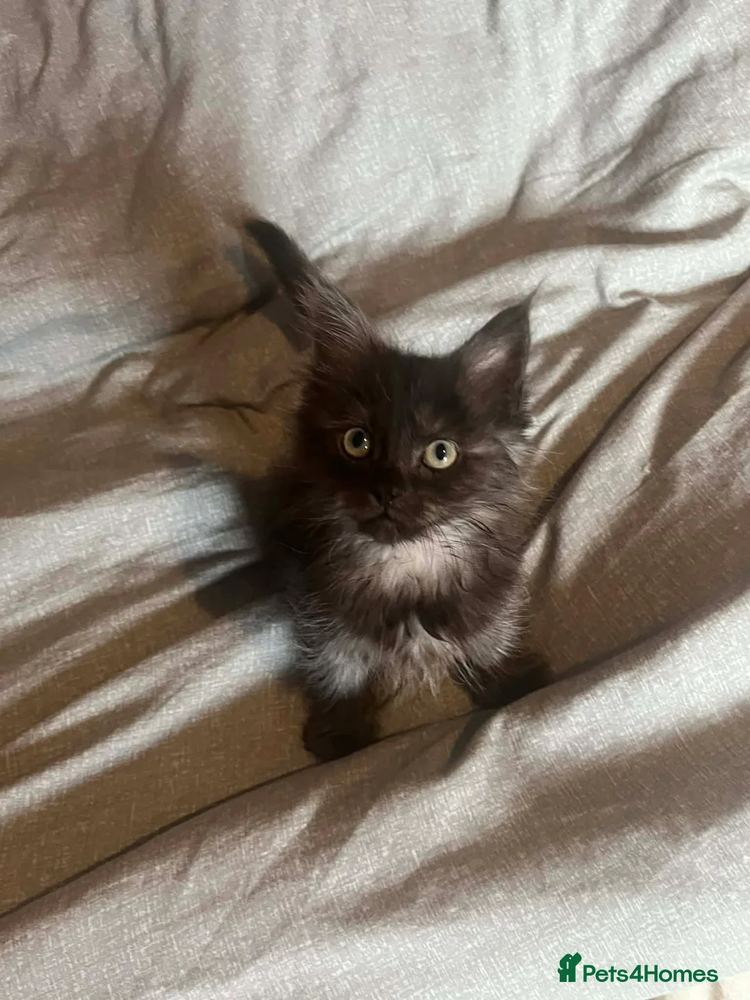 Maine Coon cats for sale: Adorable Maine coons kittens available in Elgin - Advert 2