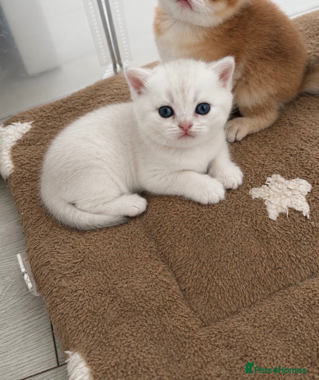 Scottish Fold cats Scottish Kittens Looking for Their Forever Homes  - Advert 2