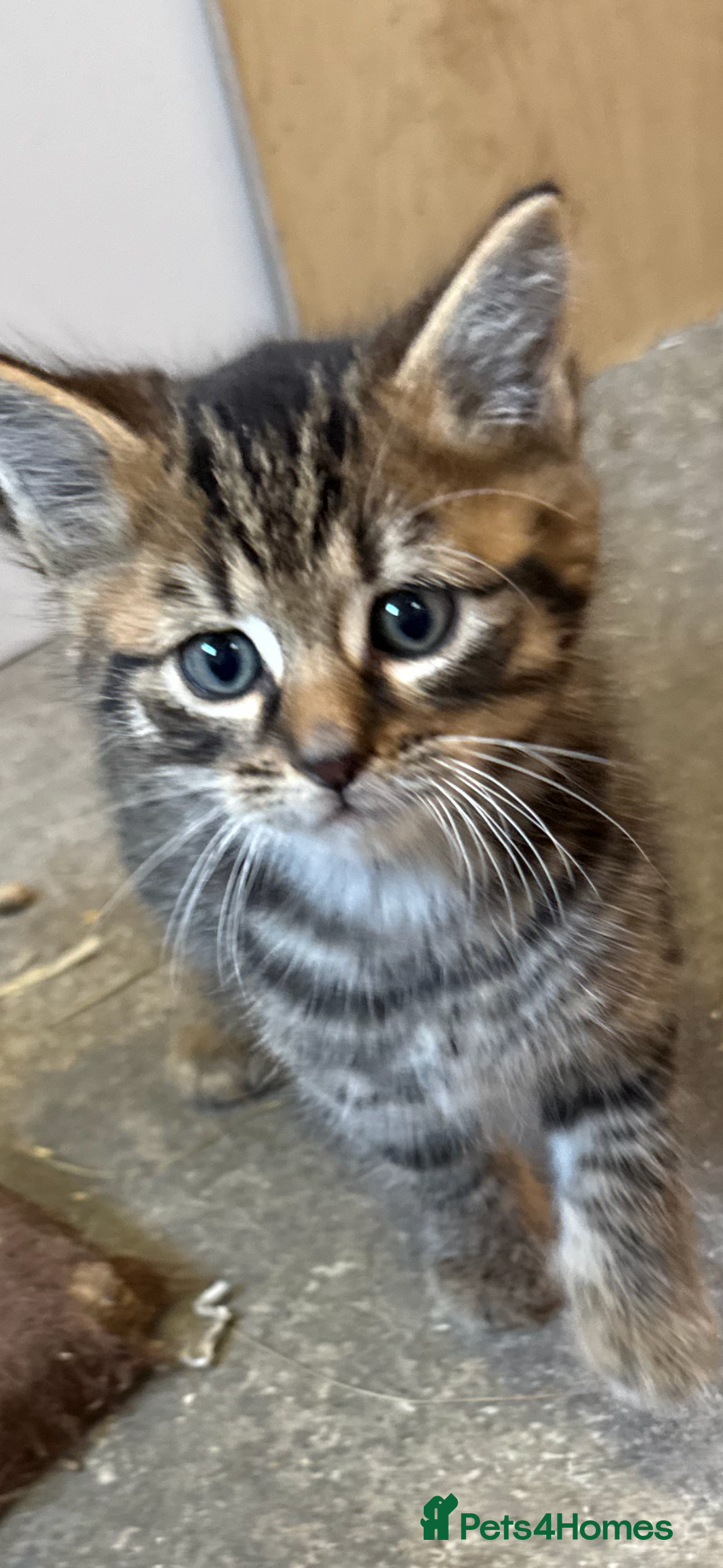 British Shorthair cats for sale: Beautiful kittens for sale - Image 26