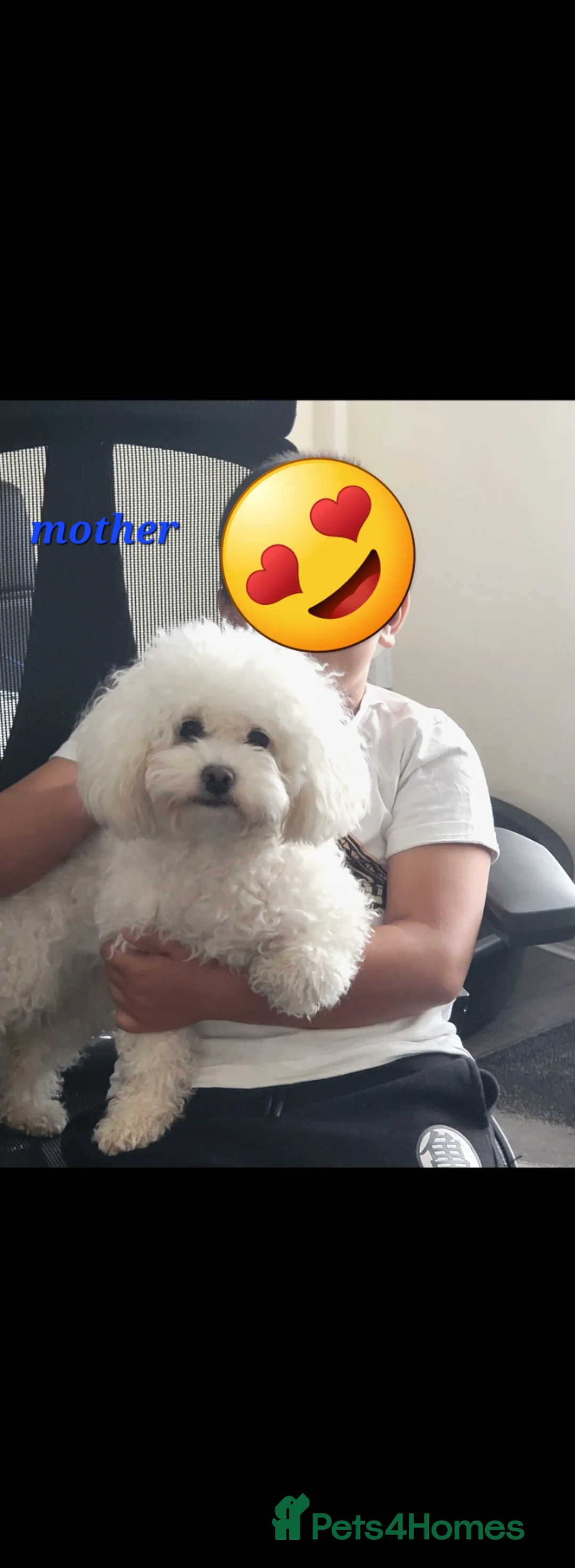 Poochon dogs for sale: Poochon  - Advert 9