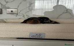 Miniature Dachshund dogs for sale: ✨Mini Smooth Hair Dachshund Ready 18/10/2025 ✨ - Image 20