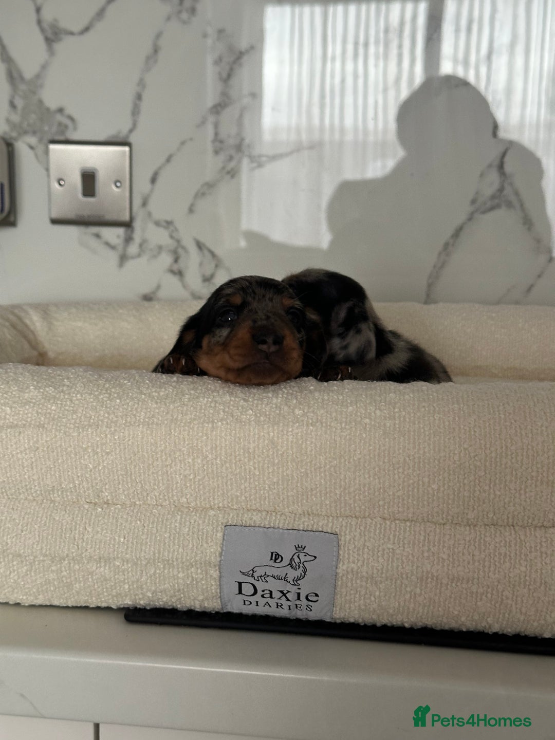 Miniature Dachshund dogs for sale: ✨Mini Smooth Hair Dachshund Ready 18/10/2025 ✨ - Image 20
