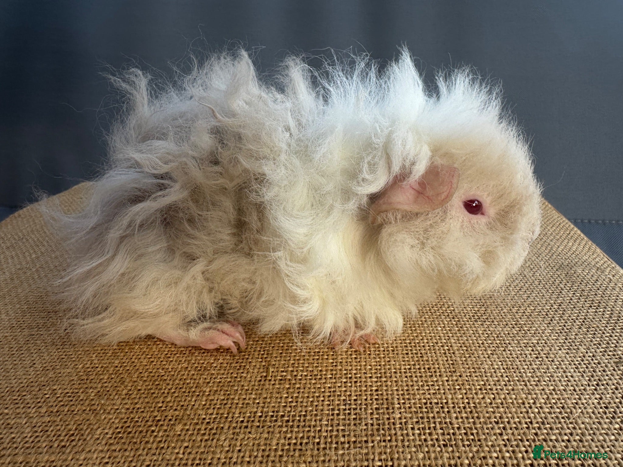 Guinea Pig rodents 2 Lunkarya boars *Singles not a pair* - Advert 2