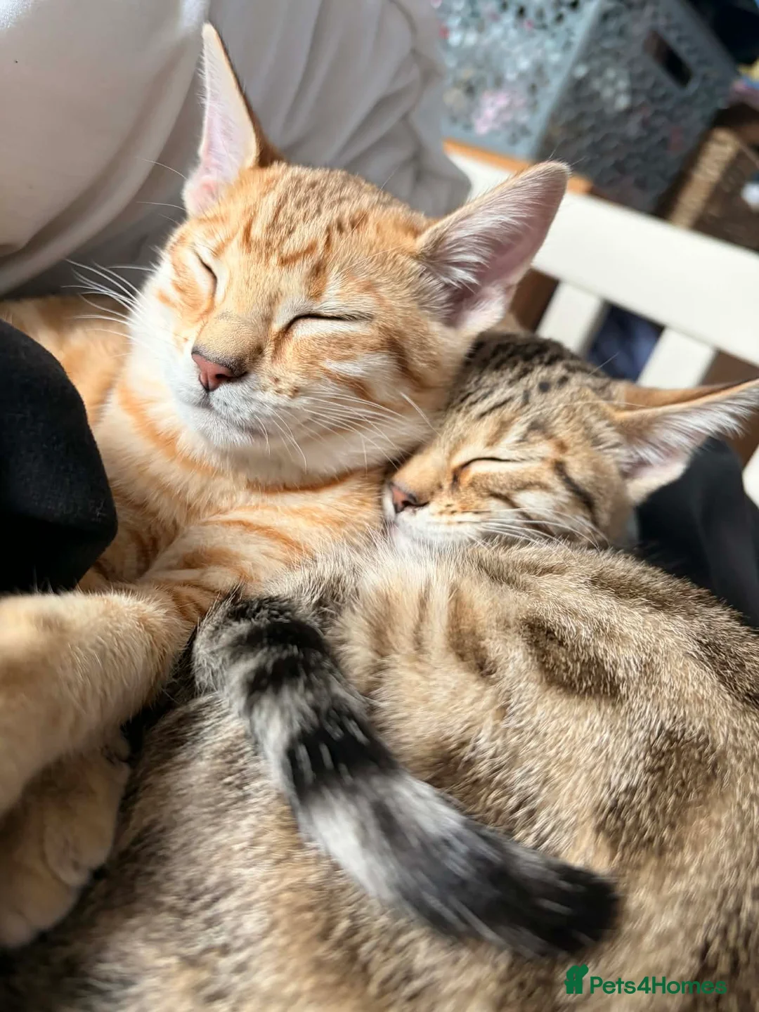 Bengal cats for sale: Ginger Bengal Kitten - Advert 5