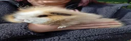 Guinea Pig rodents for sale: Swiss sows - Advert 5