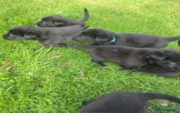 Mixed Breed dogs for sale: Shepard or puppies  - Image 8