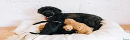 Labradoodle dogs for sale: Multi Gen Mini Labradoodle Puppies in Peebles - Advert 4