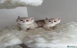 British Shorthair cats for sale: Golden Blue British Shorthair kittens  - Image 11