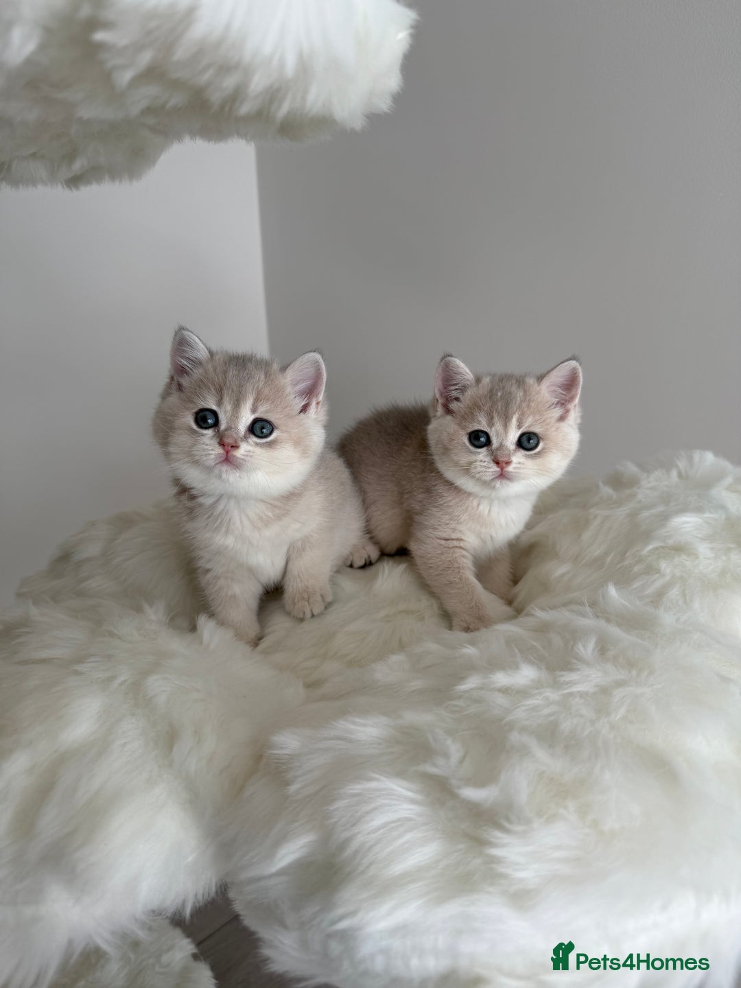 British Shorthair cats for sale: Golden Blue British Shorthair kittens  - Image 11