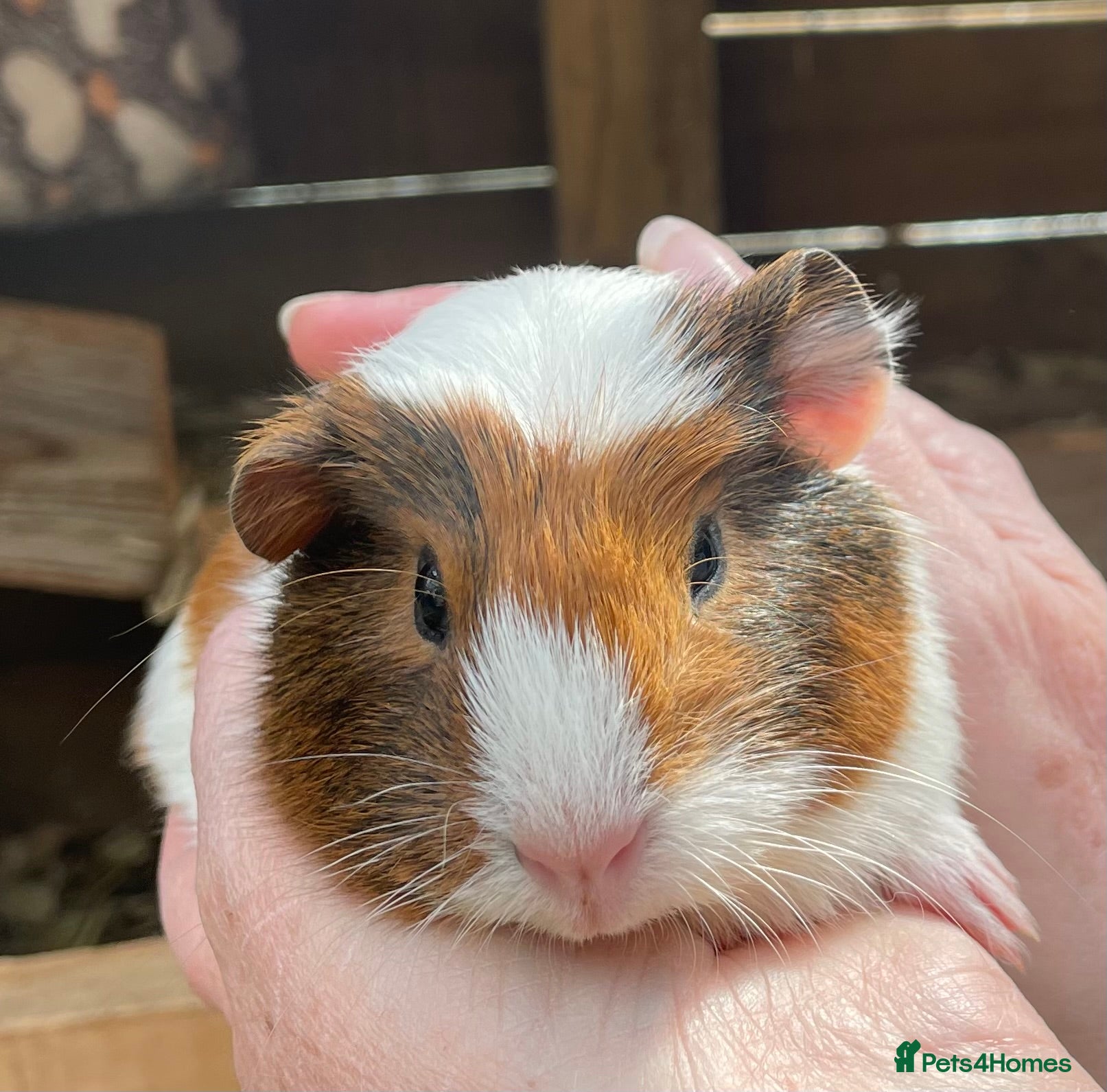 Guinea Pig rodents Baby sow/girl guinea pigs babies - Advert 20