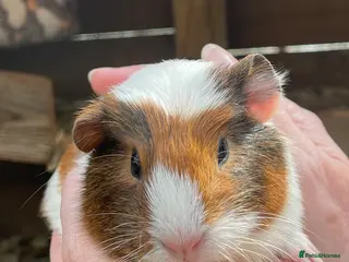 Guinea Pig rodents Baby sow/girl guinea pigs babies - Advert 20