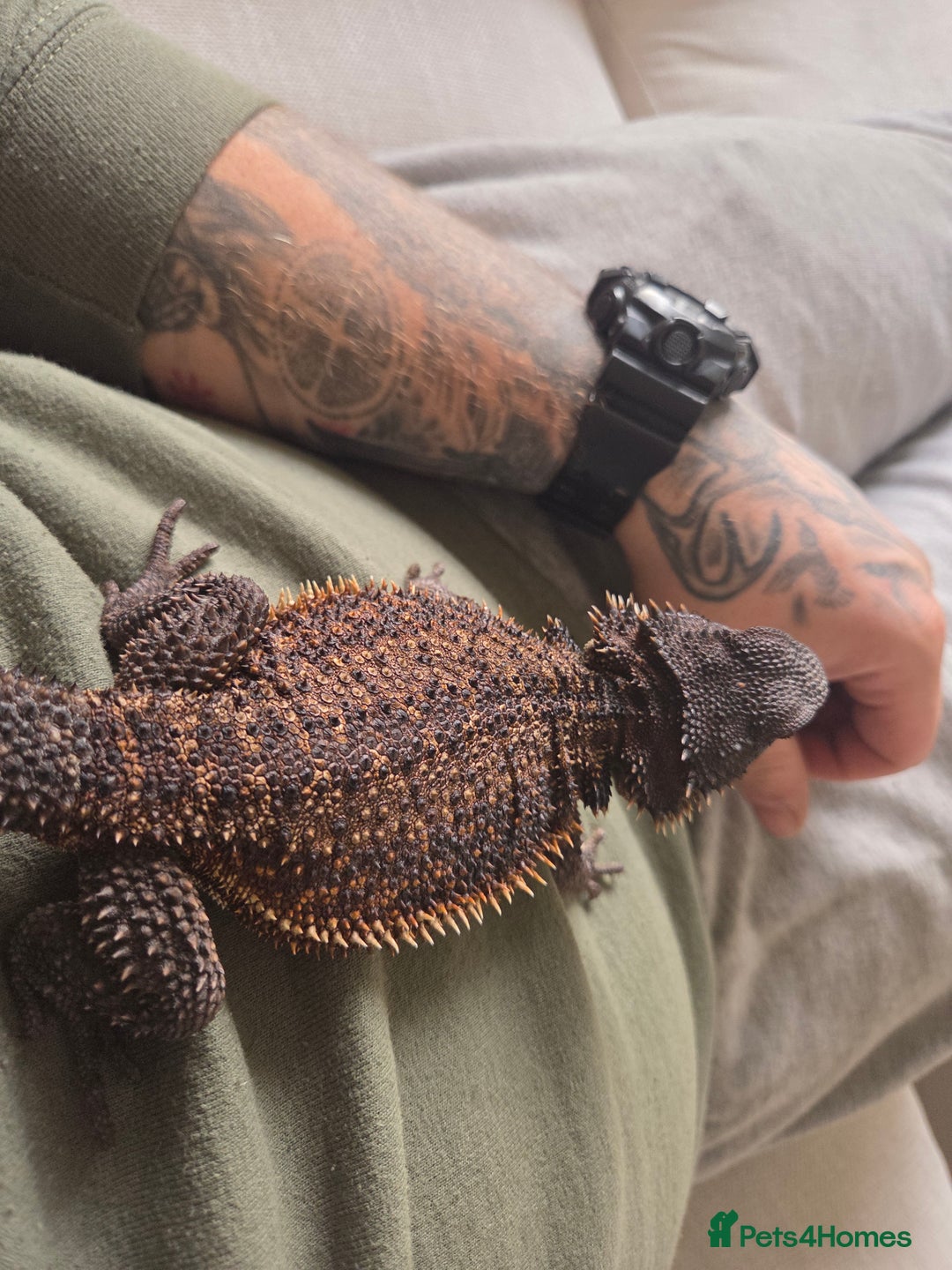 Bearded Dragon reptiles for sale: Bearded dragon and viv - Advert 4