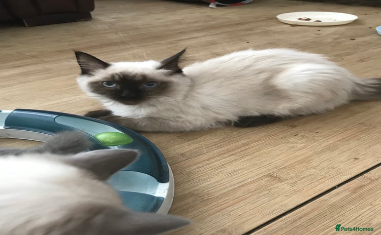 Ragdoll cats - Advert 9