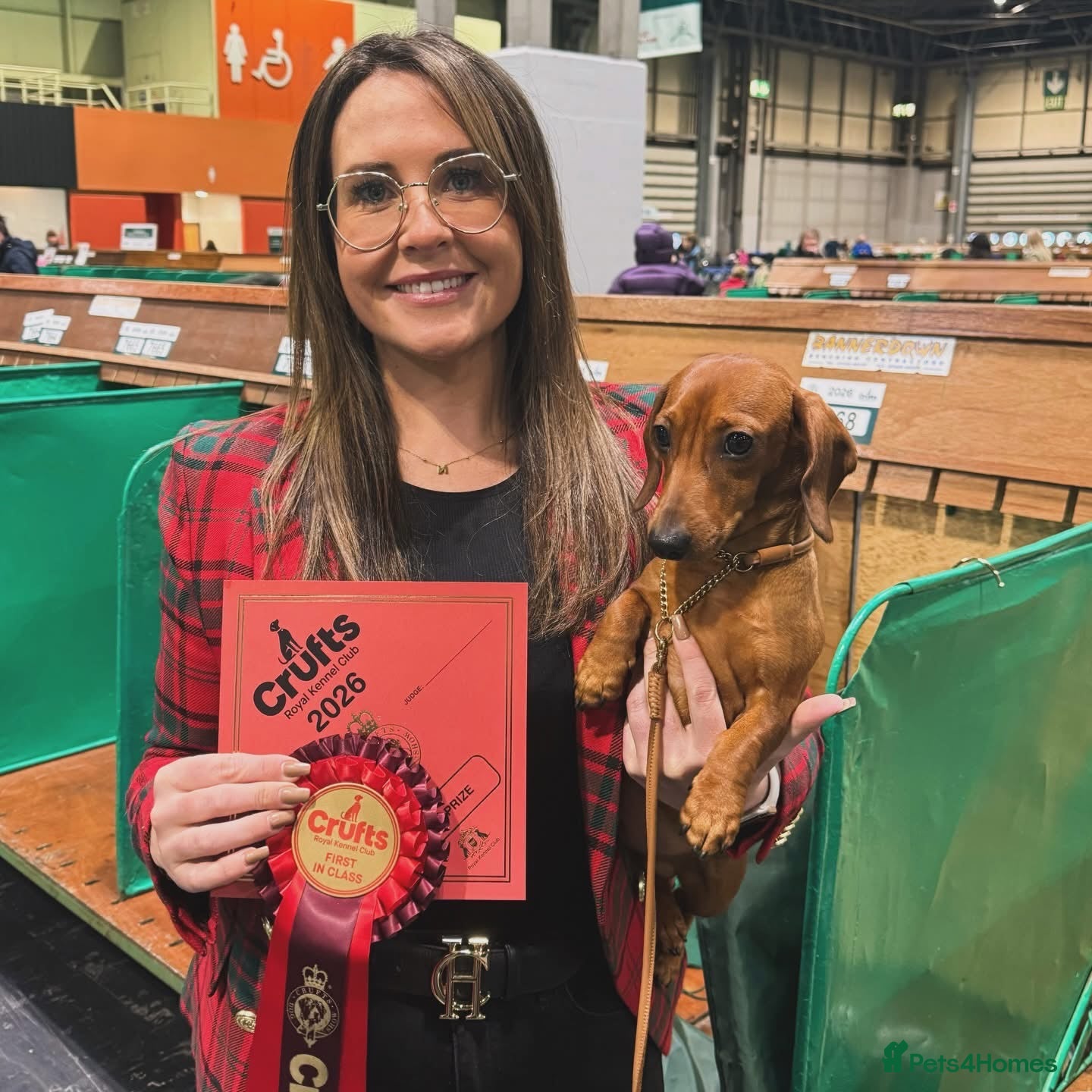 Miniature Dachshund dogs for stud: CH Sired, Crufts Winning Red Mini Smooth Stud - Advert 2