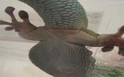 Gecko reptiles for sale: Female Madagascar high red giant day gecko - Image 6