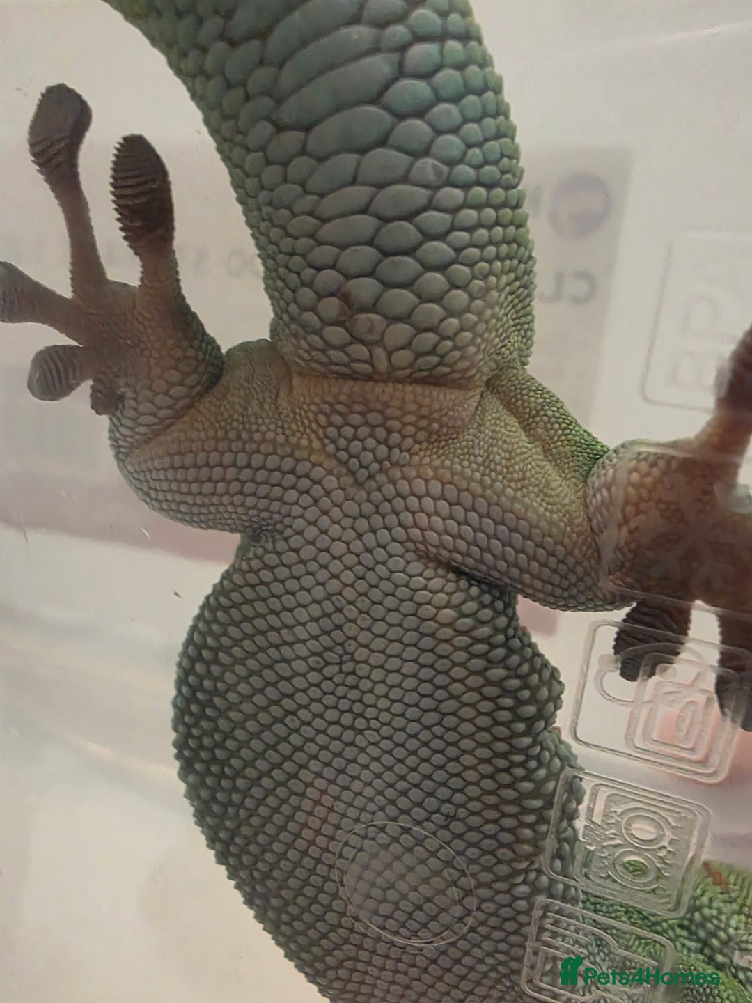 Gecko reptiles for sale: Female Madagascar high red giant day gecko - Image 6