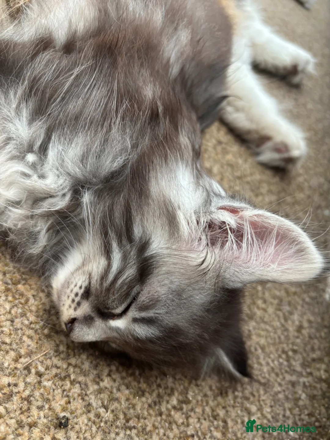 Maine Coon cats for sale: Gorgeous kittens ready soon - Advert 2