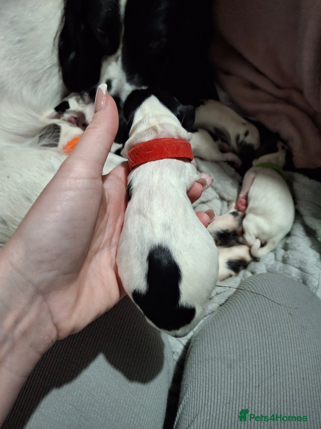 Sprocker dogs for sale: Sprocker/Springer Spaniel pups - Advert 15