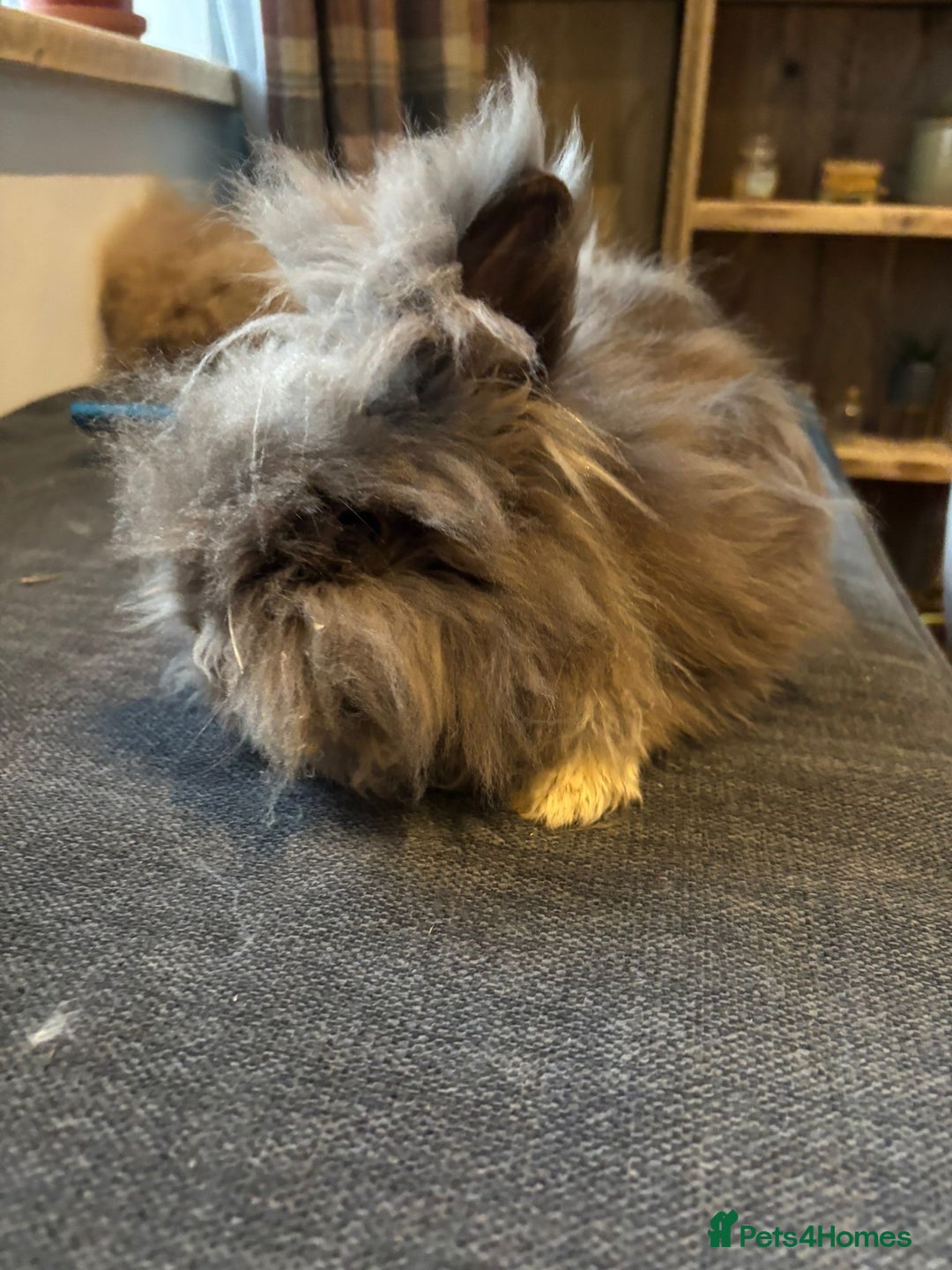 Angora rabbits for sale: True Angora Baby Rabbits  - Advert 2