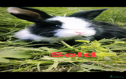 Mini Lion Lop rabbits for sale: Unique Bunnies  - Image 8