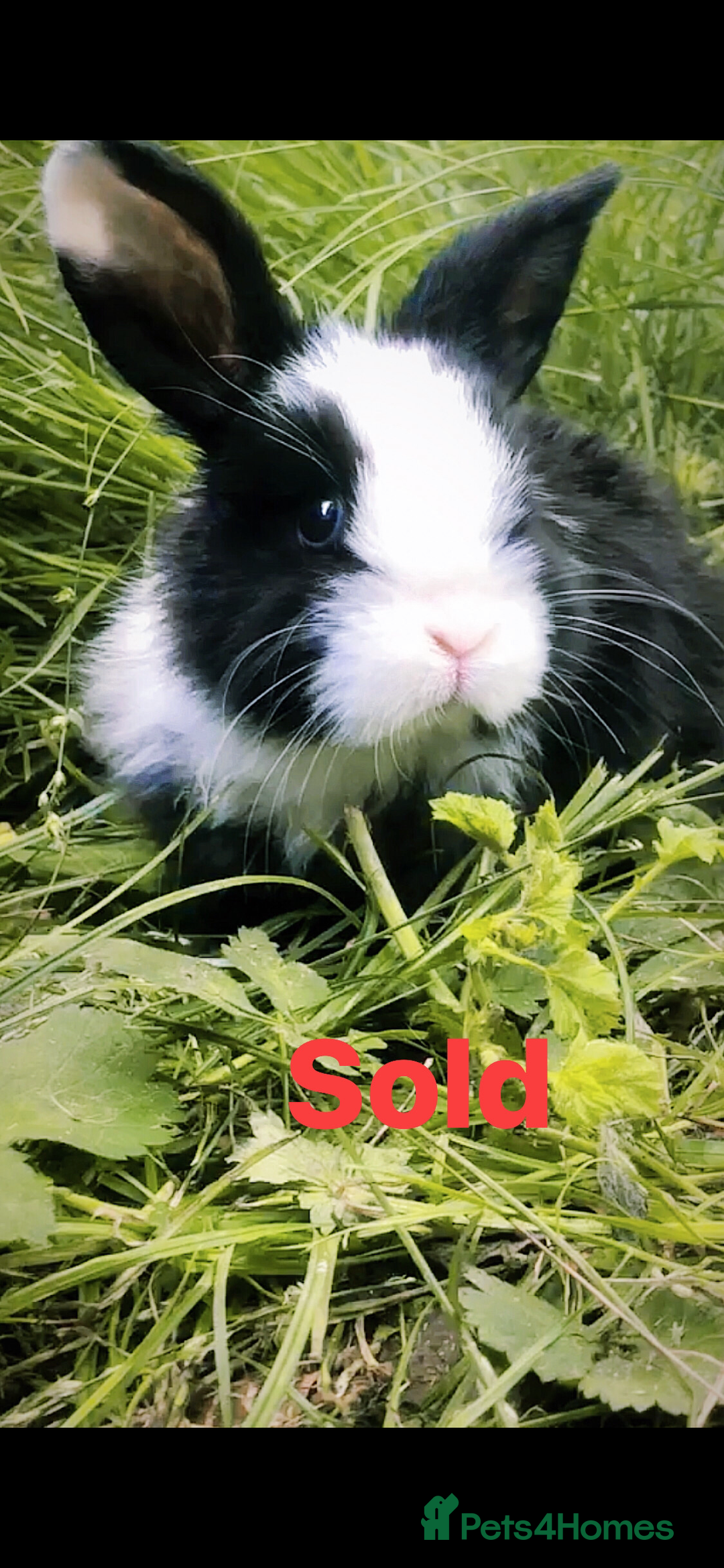 Mini Lion Lop rabbits for sale: Unique Bunnies  - Image 8