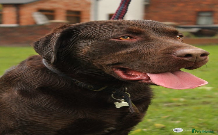 Labrador Retriever dogs in Sutton Coldfield - Advert 6