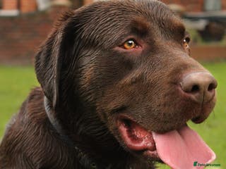 Labrador Retriever dogs Beautiful brown Labrador available for stud in Sutton Coldfield - Advert 2