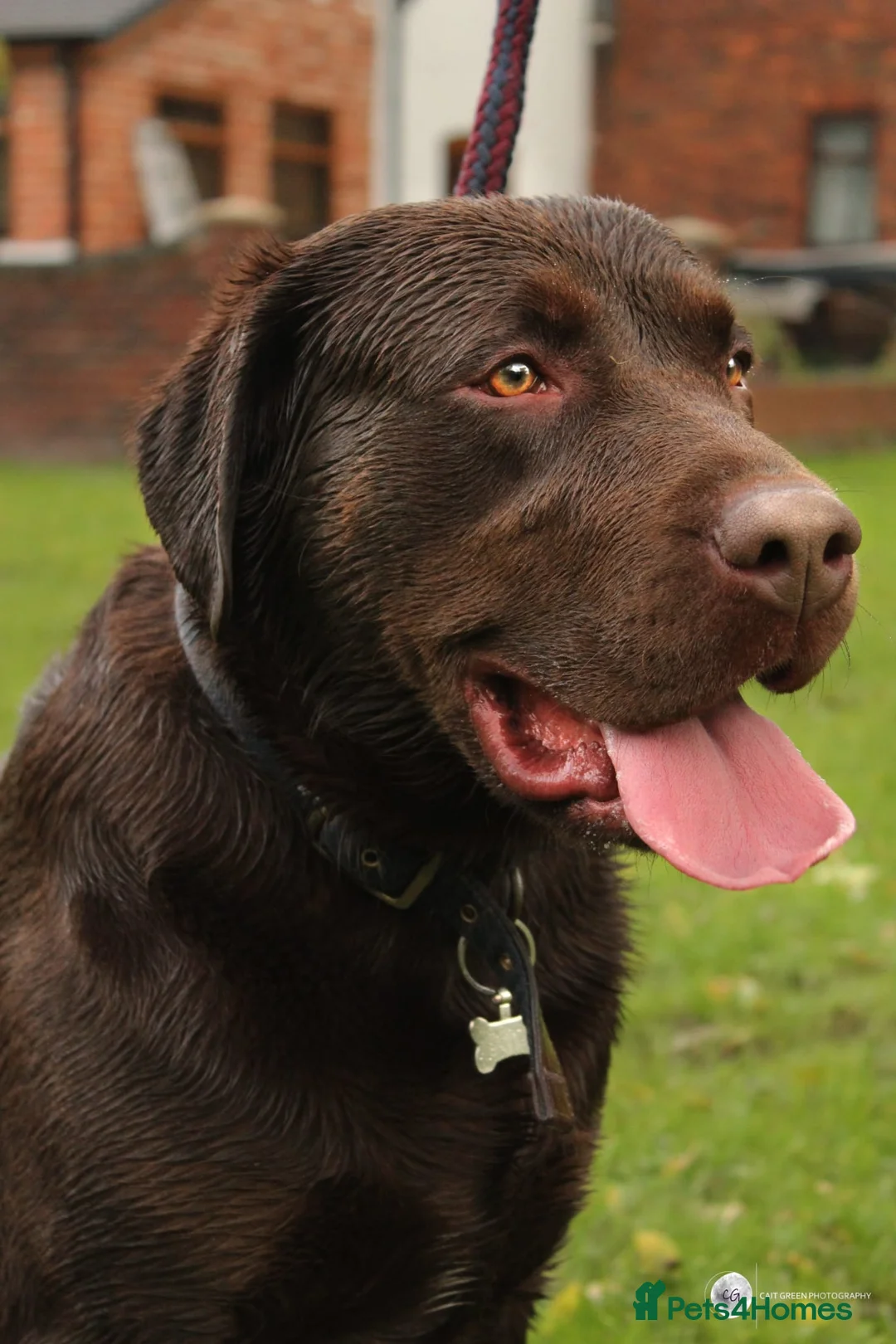 Labrador Retriever dogs for stud: Beautiful brown Labrador available for stud in Sutton Coldfield - Advert 1