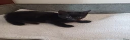 Mixed Breed cats for sale: Beautiful kittens😍😍😍😍😍 - Advert 14
