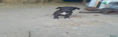 Whippet 3
