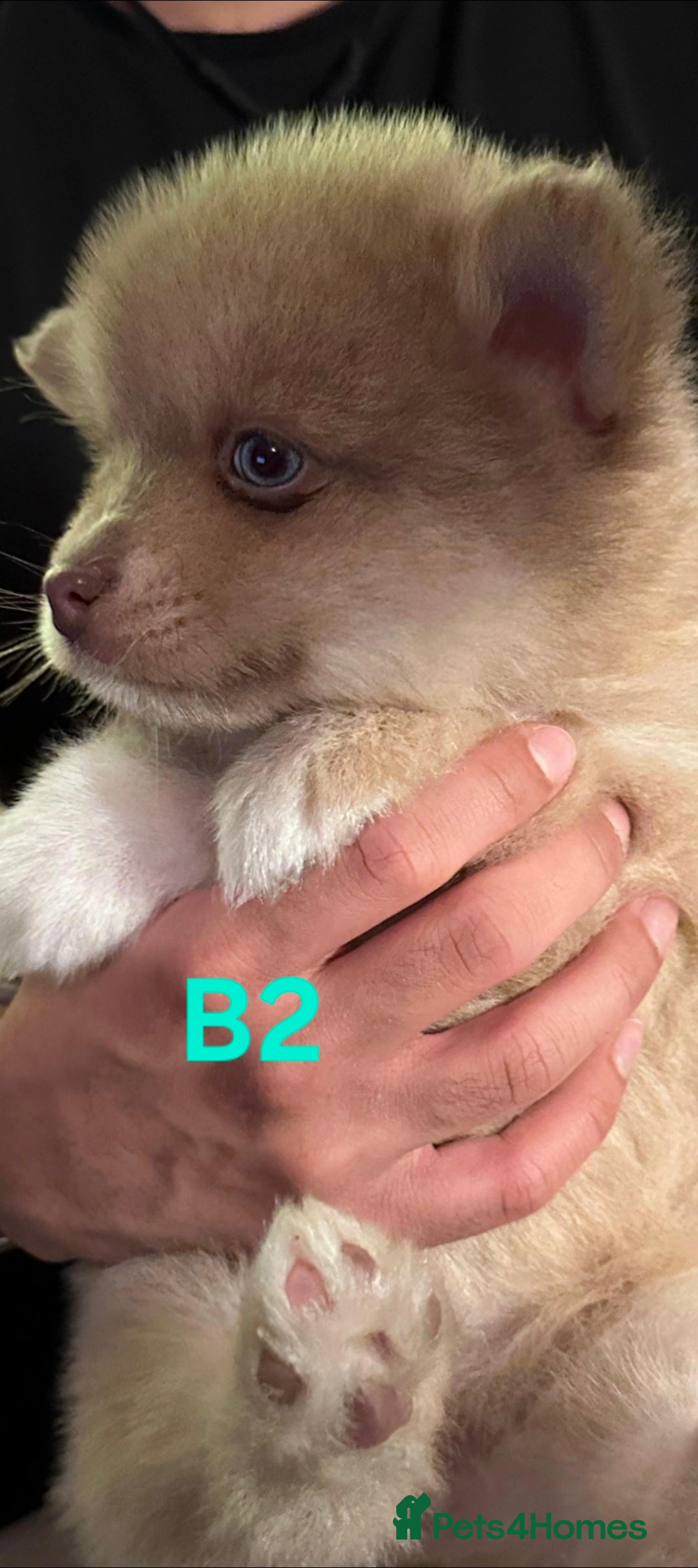 Pomsky dogs for sale: Blue Eyed F4 Toy Pomskies - Advert 10