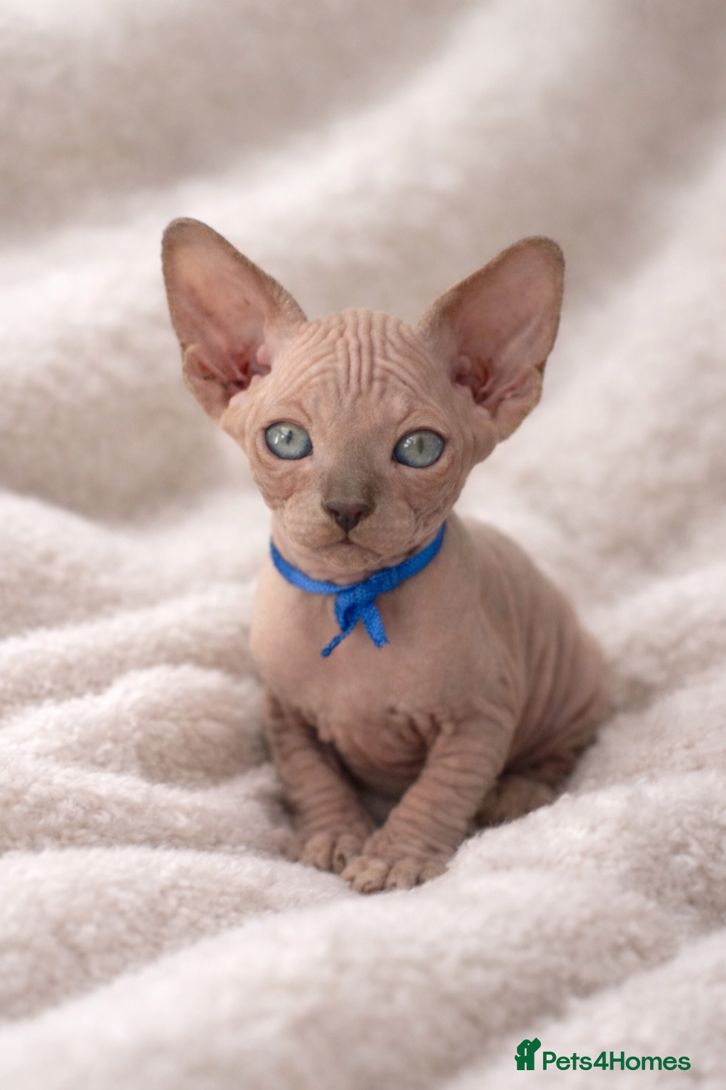 Sphynx cats Sphynx Kittens - European Champion Bloodlines - Advert 5