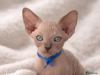 Sphynx cats Sphynx Kittens - European Champion Bloodlines - Advert 5