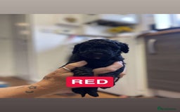 Cockapoo dogs for sale: Beautiful F1B Cockerpoos🐶 - Image 7